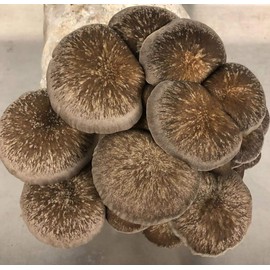100 Grams of Black Pearl Mushroom Spawn Mycelium to Grow Gourmet and Medicinal Mushrooms at Home or commercially - Use to Grow on Sawdust Blocks - G1 or G2 Spawn