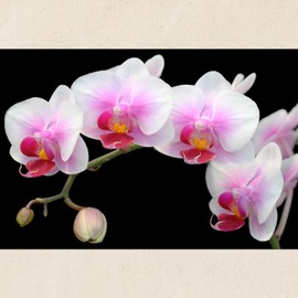 CafePress White Phalaenopsis Orchid Tote Bag Reusable Natural Beige Canvas Shopping Bag