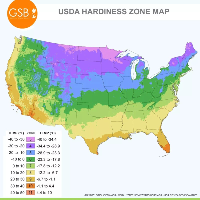 Garden State Bulb Meyer Lemon Tree - Live Citrus Plant
