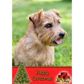 Norfolk Terrier Dog Christmas Card 'Happy Christmas' - Special Animal Xmas Card for Him Her from Pets Kids