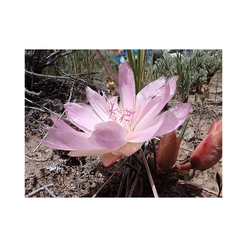 Lewisia rediviva | Bitterroot | 5 Seeds