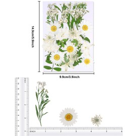 Augshy White Dried Pressed Flowers,Real Natural Dried Flowers Colorful Pressed Flowers for Resin Mold Jewelry Art Craft DIY