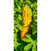 Fresh 30 Pcs BitterMelon Seeds Gourd Ampalaya Seeds Fresh Harvest
