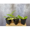 Orchids Paphiopedilum Imperial Jade (stonei x primulinum) slipper orchid rare