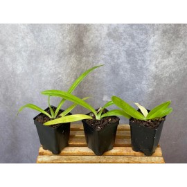 Orchids Paphiopedilum Imperial Jade (stonei x primulinum) slipper orchid rare primary
