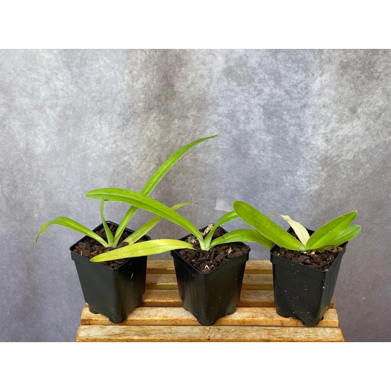 Orchids Paphiopedilum Imperial Jade (stonei x primulinum) slipper orchid rare