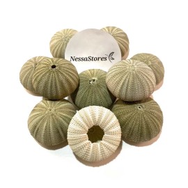 Green Sea Urchins Seashells Beach Wedding Nautical Craft 1" -2" (3 pcs)#JC-29