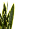 Northlight Real Touch™ Artificial Potted Striped Leaf Dracaena Snake Plant