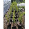 Simple Tree Fast Draining Mix, Indoor Outdoor, Organic, Soil-less, Peat-Free,