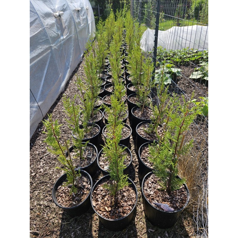 Simple Tree Fast Draining Mix, Indoor Outdoor, Organic, Soil-less, Peat-Free,
