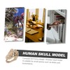 Ciieeo Resin Dinosaur Skull Model Simulated Skull Decoration for Office