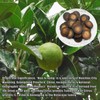 JINQI 化橘红 Hua Zhou orange Medicinal tea Chinese tea 200g(100g×2