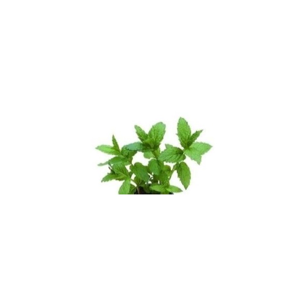 Just Seed Herb - Peppermint - Mentha piperita - 100 Seeds - Small Pack