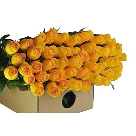 Blooms2Door PRIME NEXT DAY DELIVERY - WEDDING COLLECTION - 50 Yellow Roses (Long Stem - 50cm) - Wholesale Fresh Flowers I Gift for Birthday, Anniversary, Thank You, Mother’s Day Fresh Flowers.