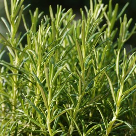 Richie’s Growth Market Rosemary Seeds, Fragrant Herb, Savory Flavor, Edible, Non-GMO, Free Shipping - 50 Seeds