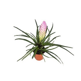 Tillandsia Cyanea Kokedama (Pink Quill) - 4'' from California Tropicals