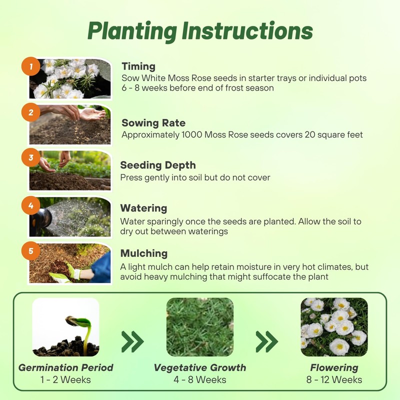 Outsidepride White Moss Rose Seeds - 5000 Pcs Annual, Drought