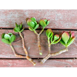 3 pcs 4" to 5" Y Cuttings Red-Tip Money Jade Succulent S0109