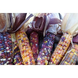 J&L Gardens Red Husk Spectrum - Multi-colored popcorn with multiple ears on a stalk