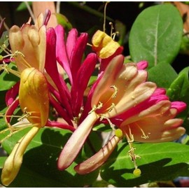 200 Gold Flame Honeysuckle Seeds Fragrant Climbing Lonicera Perennial Bushes Shrubs Medicinal Vine Seeds