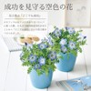 Seishin Pottery Home Garden Easy Cultivation Kit Nemophila Indoor Flower