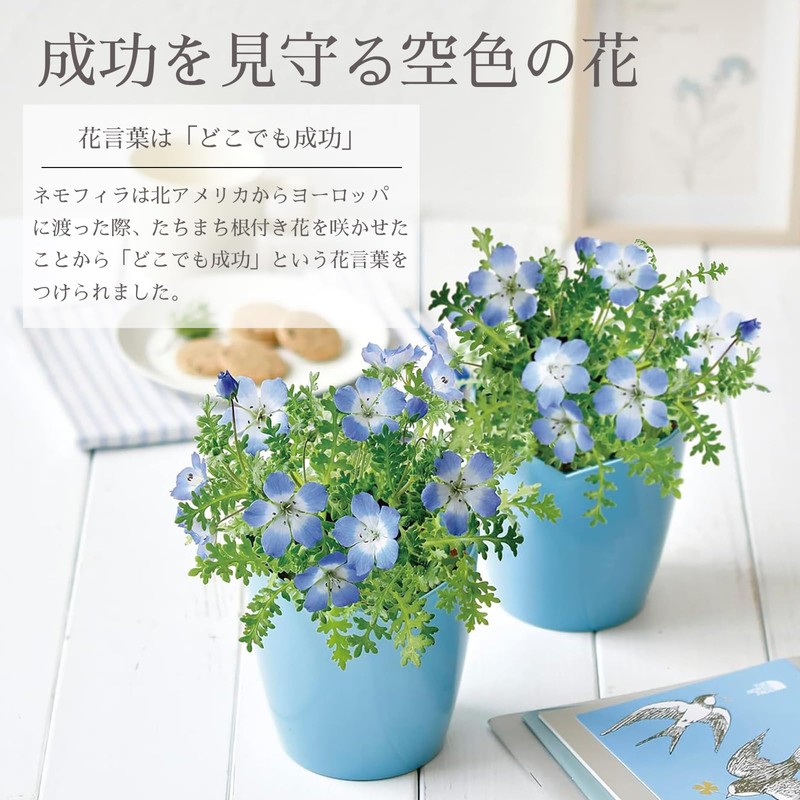 Seishin Pottery Home Garden Easy Cultivation Kit Nemophila Indoor Flower