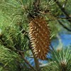 Pine 10ml Pine Needle Scotchpine Incent Essential Oil Essential Oil