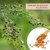 Eastanbul Mahlab, 4.59oz, Mahleb Spice Ground for Pastries & Baking,