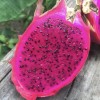 Cactus 50 White 50 Red Dragon Fruit Seeds Pitaya Pitahaya