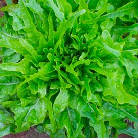SEEDS Royal Oakleaf Lettuce Seeds 500+ SEEDS  NON-GMO  --BUY 4 ITEMS FREE SHIPPING!!!!