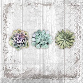 Boston International C026500 IHR Cocktail Beverage Paper Napkins, 5 x 5-Inches, Succulents Still Life
