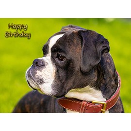 Boxer Dog Birthday Greeting Card