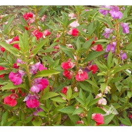 Southeast Seeds Balsam Camelia Flowered Mix Wildflower, Impatiens Balsamina, Touch Me Not - 150 Seeds