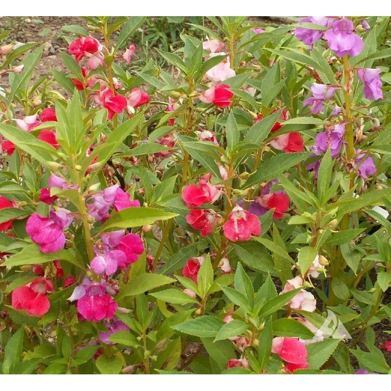 Southeast Seeds Balsam Camelia Flowered Mix Wildflower, Impatiens Balsamina, Touch