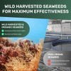 MarineOrganics Organic Sea Moss Capsules - 90 Irish Sea Moss