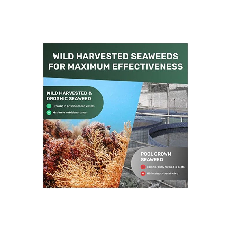 MarineOrganics Organic Sea Moss Capsules - 90 Irish Sea Moss