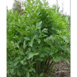 Southeast Seeds Lovage, Levisticum officinale, Maggi Herb, NON-GMO, Variety Sizes, FREE SHIPPING - 350 Seeds or 1 Gram