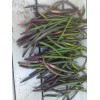 100 Red Mangrove Seeds Propagules Pond Salt or Fresh Plant