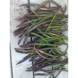 100  Red Mangrove Seeds Propagules Pond Salt or Fresh Plant 6-16" Roots on Some