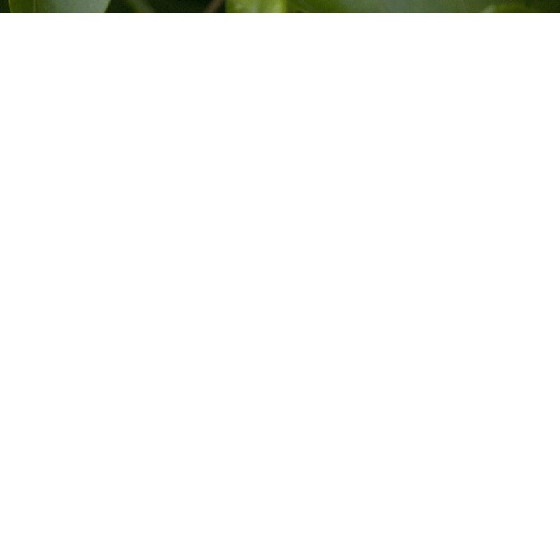 Wellspring Gardens Bounty Passion Fruit Plant - Passiflora - Wellspring