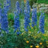 PnE seeds GIANT 6 FT KING ARTHUR DELPHINIUM FLOWER SEEDS