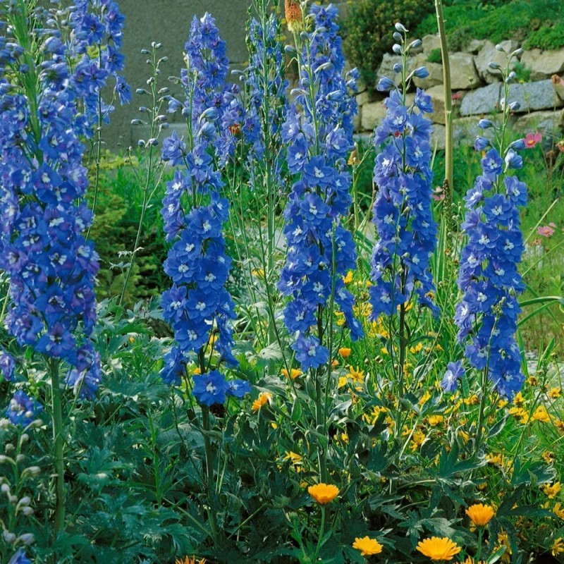 PnE seeds GIANT 6 FT KING ARTHUR DELPHINIUM FLOWER SEEDS