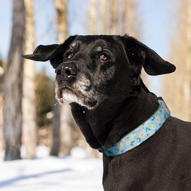 QQPETS Adjustable Soft Dog Collar: Print Flower Pink Multicolor Cute Patterns for XS Small Medium Large Pet Girl Boy Puppy Walking Running Training