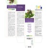 Lungwort (Pulmonaria officinalis) Herb with Flowers Alcohol-Free Mother Tincture Naturalma