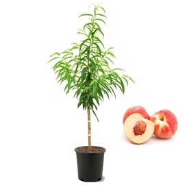 American Plant Exchange Belle of Georgia Peach Tree, Live Large 5-Gallon Pot, Medium-Sized Peaches, Self-Pollinating, Firm Sweet Fruit with White Flesh, Outdoor/Landscape Tree