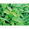 Healthy Wild Grass Tea Center Kumaza Tea, Made in Hokkaido,