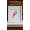 Red Cardinal. Print of an original watercolor painting. 5x7"with white