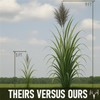 Crooked Bend BigAzz Switchgrass Seed, Bulk RC Big Rock Variety,