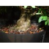 Unbranded Chinese elm pre-bonsai - 9" to 11"
