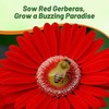 Outsidepride Red Gerbera Seeds - 20 Pcs Perennial, Compact &